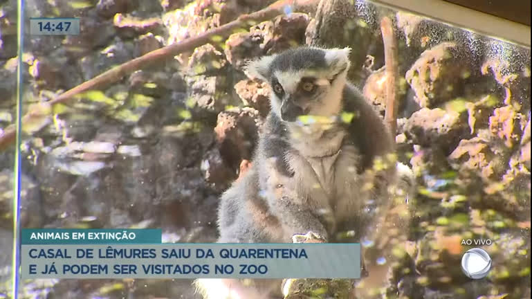 Vídeo: Casal de lêmures já pode ser visitado pelo público do Zoológico de Brasília