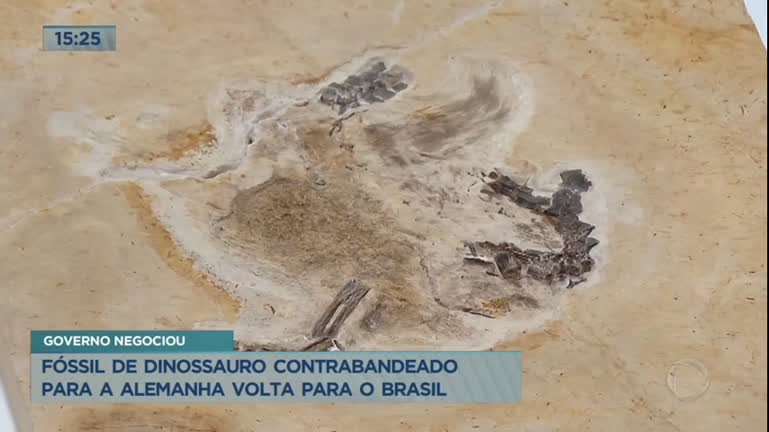 Vídeo: Fóssil de dinossauro contrabandeado para a Alemanha volta para o Brasil
