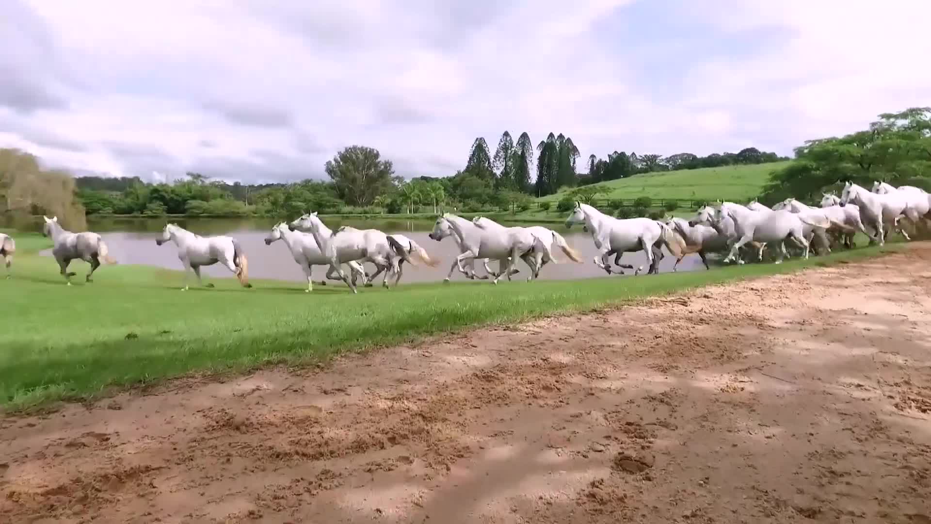 Vídeo: MGR Economia: referência cultural, cavalos da raça Mangalarga Marchador movimentam bilhões