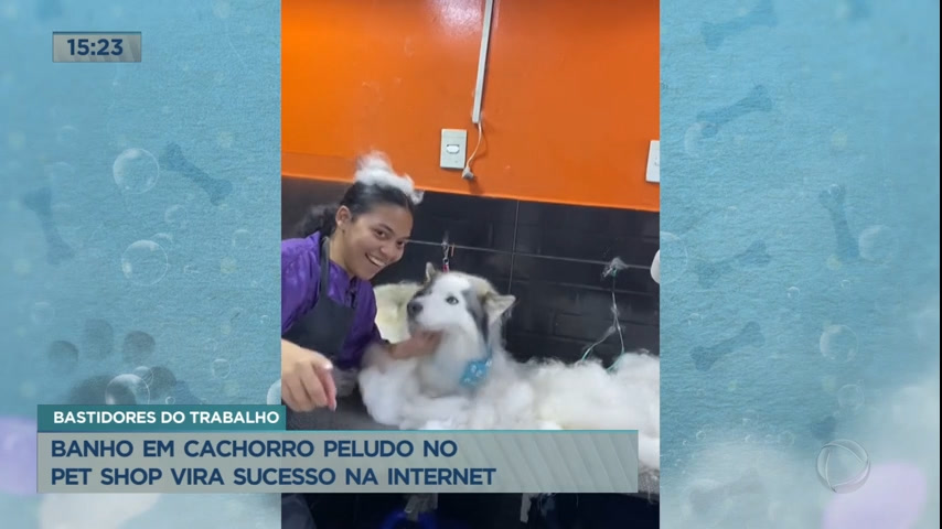 Vídeo: Banho em cachorro peludo no pet shop vira sucesso na internet