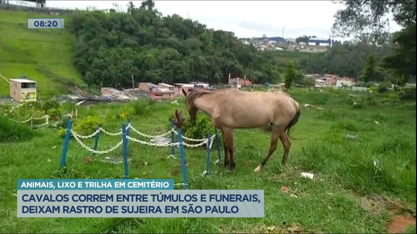 Vídeo: Cavalos correm entre túmulos e deixam rastro de sujeira em cemitério de SP