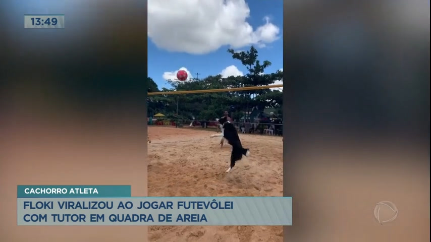 Vídeo: Cachorro viraliza ao jogar futevôlei com tutor em quadra de areia