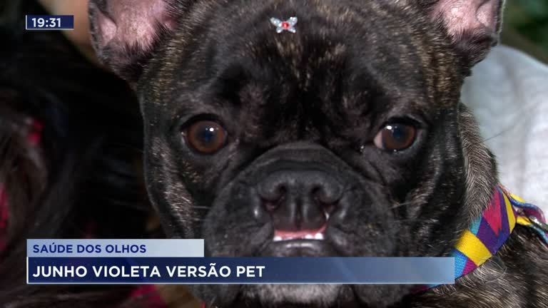 Vídeo: Violeta Pet: Mês de consciência à saúde ocular do seu animalzinho