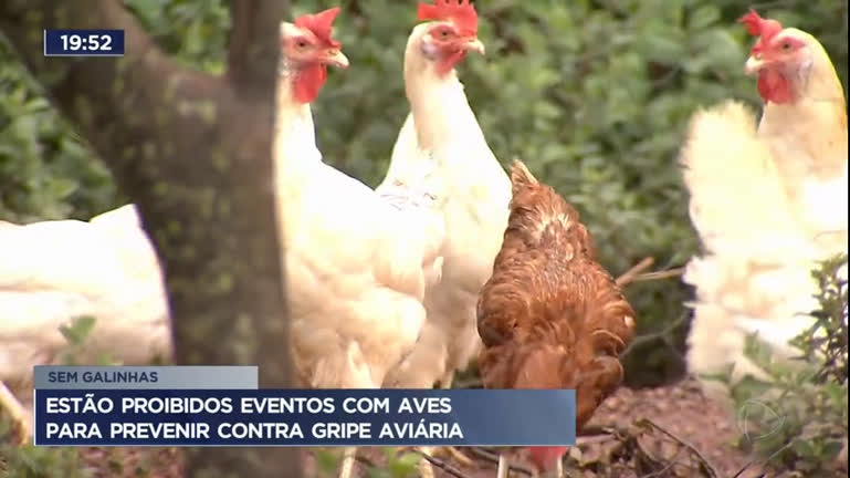 Vídeo: Proibidos eventos com aves para prevenir contra gripe aviária