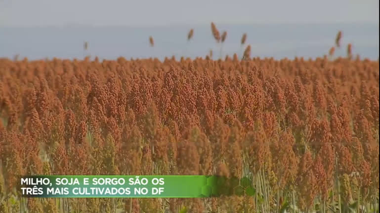 Vídeo: Plantações de sorgo está entre as três maiores do Distrito Federal