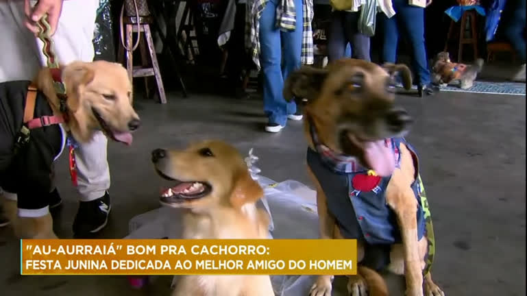 Vídeo: Festa Junina para cachorros faz sucesso em BH