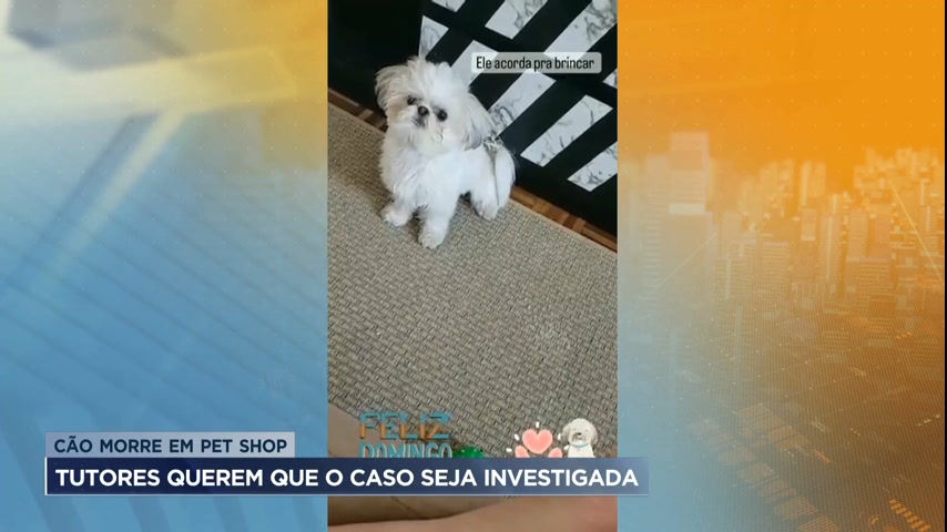 Vídeo: Tutores de cão que morreu em pet shop de BH pedem investigação