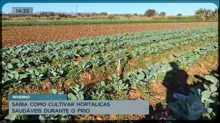 Vídeo: Saiba como cultivar hortaliças saudáveis durante o frio