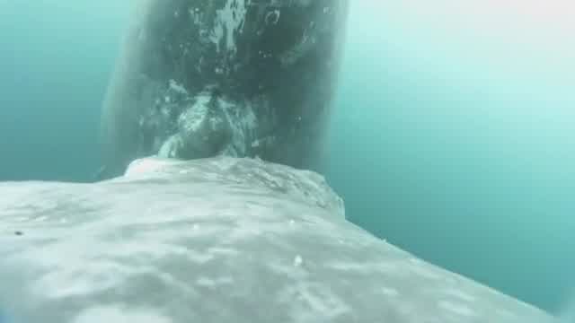 Vídeo: Vídeo extraordinário mostra baleia amamentando filhote na Colômbia