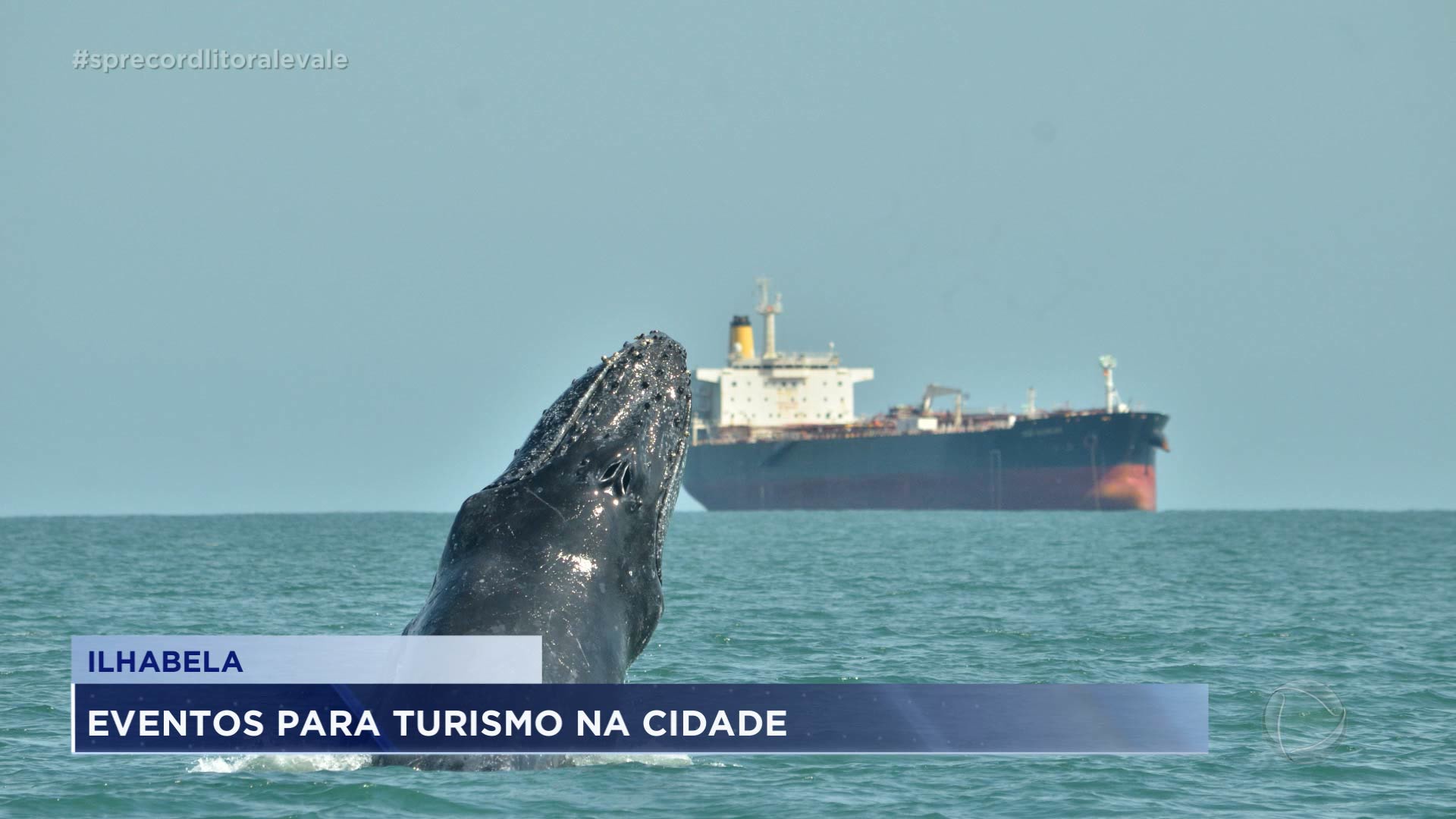 Vídeo: Temporada de baleias e golfinhos em Ilhabela
