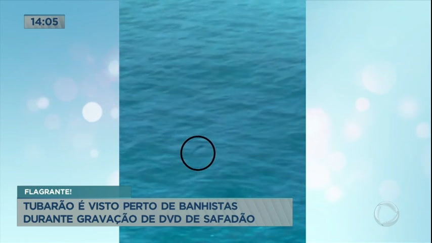 Vídeo: Tubarão é visto perto de banhistas durante gravação de DVD de Safadão