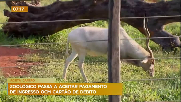 Vídeo: Visitantes podem pagar ingresso para o Zoológico de Brasília com cartão de débito