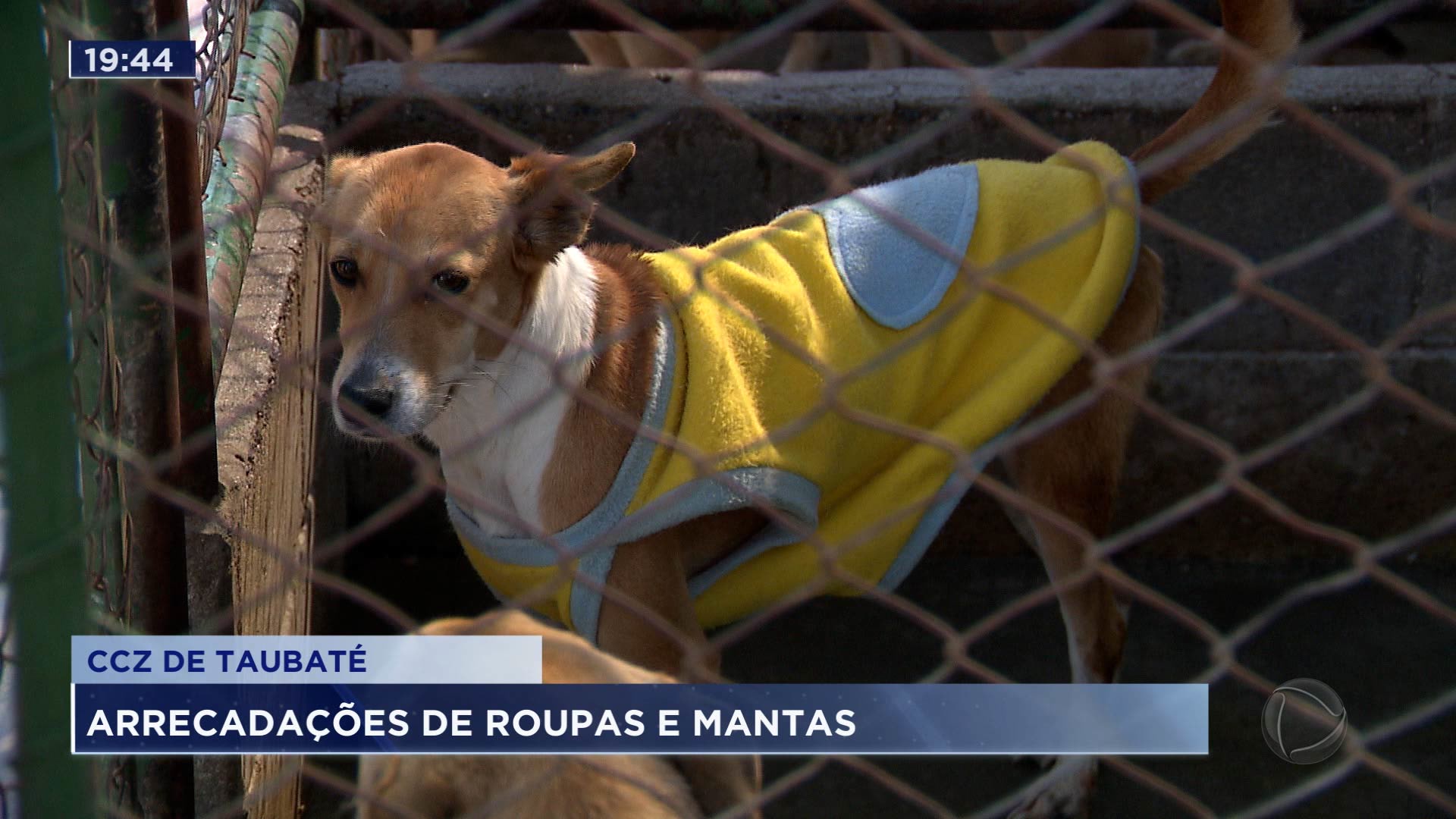 Vídeo: Centro de Zoonoses recebe doações