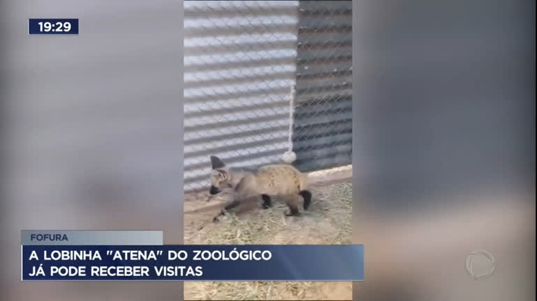 Vídeo: Filhote de lobo guará já pode receber visitas no Zoológico de Brasília