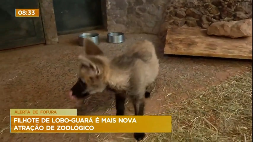 Vídeo: Filhote de lobo guará 'Atena' já pode receber visitas no Zoológico de Brasília