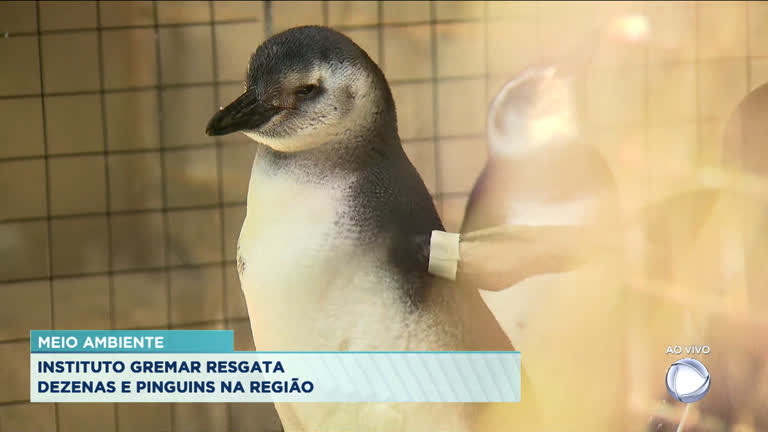 Vídeo: Instituto Gramar resgata dezenas de Pinguins na região