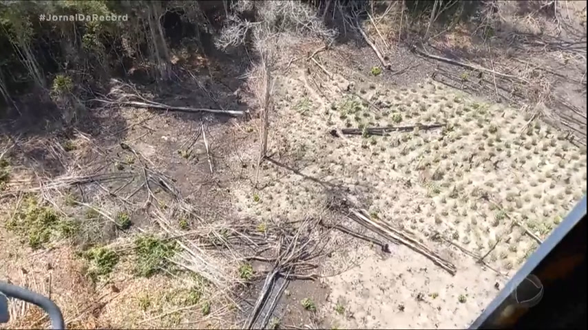 Cerrado Registra Aumento Nos Alertas De Desmatamento Em Julho, E ...