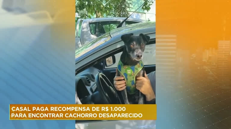 Vídeo: Casal oferece R$ 1.000 para quem encontrar cão desaparecido em Belo Horizonte