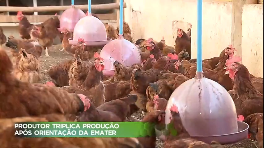 Vídeo: Conheça a história da primeira granja avícola de pequeno porte do DF
