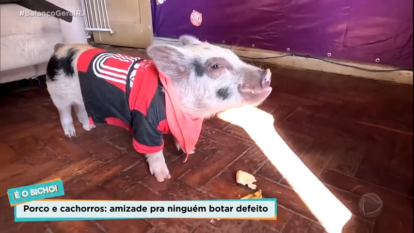 Vídeo: Porquinho Arrascaeta passeia pelas ruas do Rio