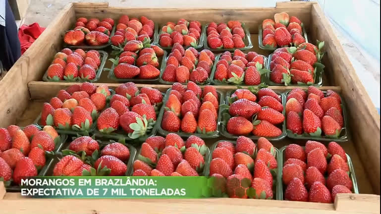 Vídeo: Produção de morango movimenta R$ 50 milhões por ano no DF