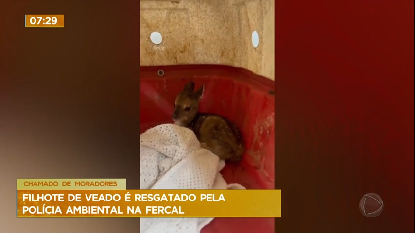 Vídeo: Filhote de veado é resgatado pela Polícia Ambiental na Fercal (DF)