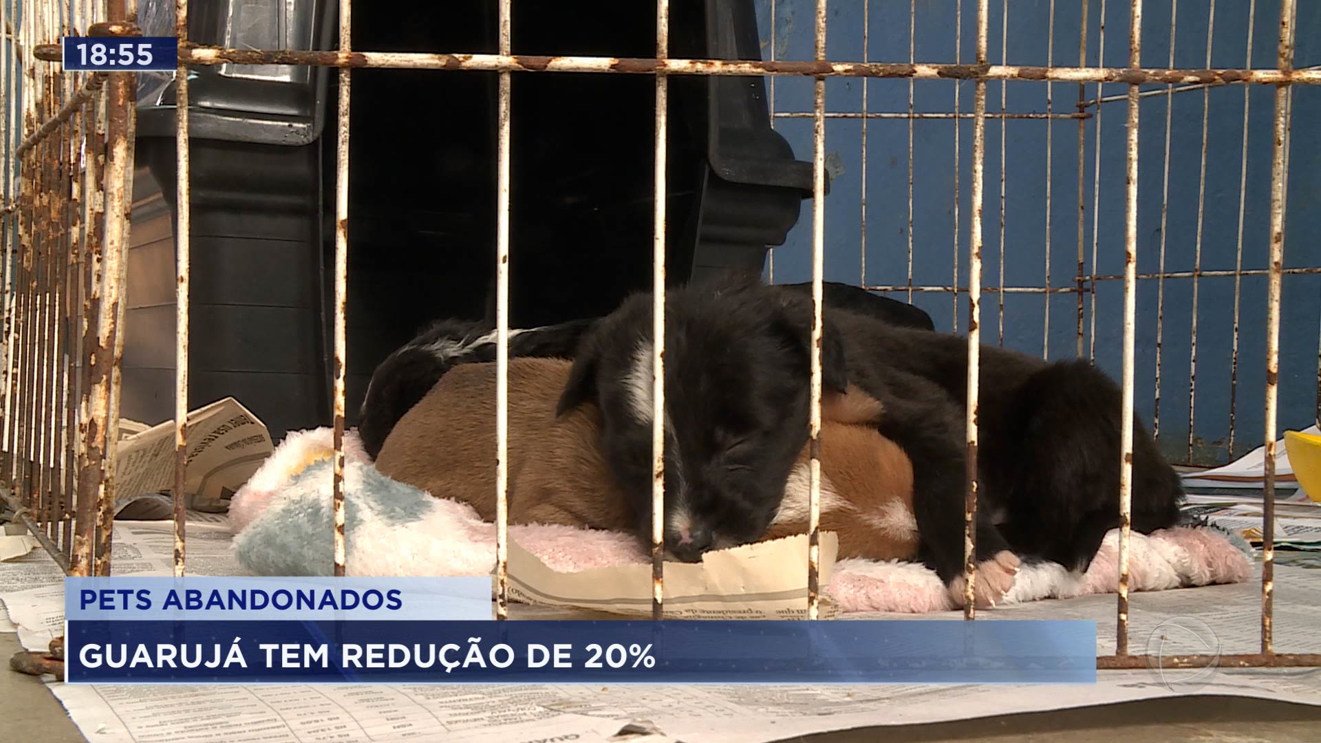 Vídeo: Aumento na adoção de animais na Baixada