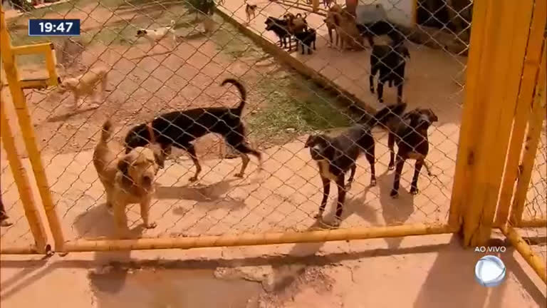 Vídeo: DF vai receber a primeira delegacia de proteção animal do país