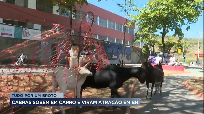 Vídeo: Vídeo de cabras em cima de carro viraliza e animais viram atração em BH