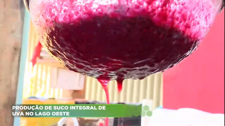Vídeo: DF tem produção de suco de uva integral no Lago Oeste
