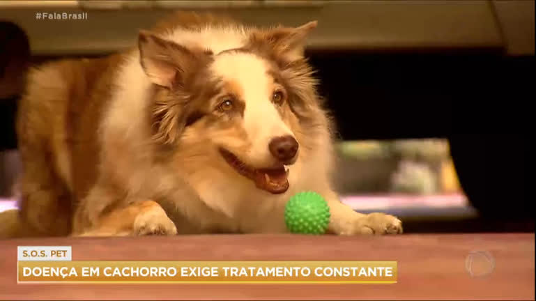 Vídeo: SOS Pet: Saiba tudo sobre a leishmaniose, doença que pode afetar humanos e cachorros