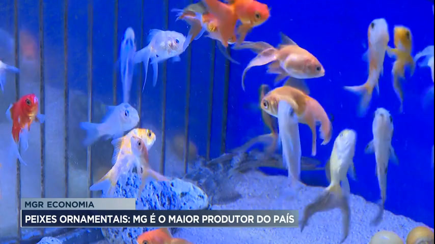 Vídeo: MGR Economia: Minas Gerais é o quarto maior produtor de peixes do Brasil