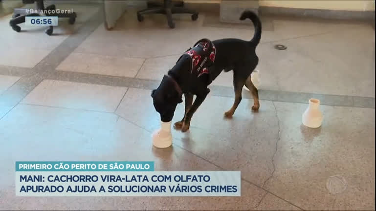 Vídeo: Vira-lata com olfato apurado ajuda a solucionar crimes em São Paulo