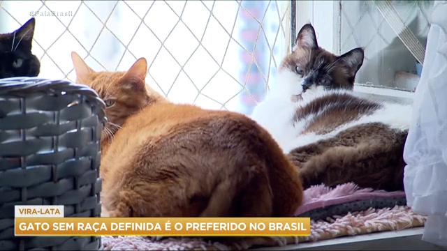 Vídeo: SOS PET: Descubra qual é a raça de gato preferida dos brasileiros