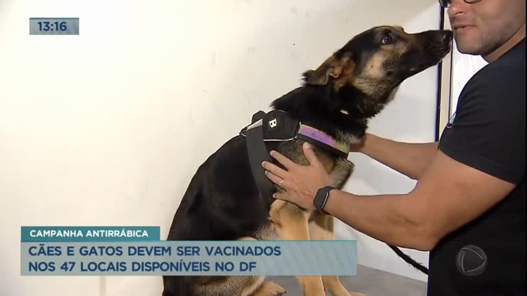 Vídeo: DF realiza campanha antirrábica para cães e gatos do DF