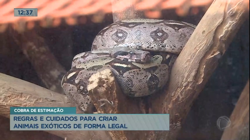Vídeo: Confira regras e cuidados para criar animais exóticos de forma legal