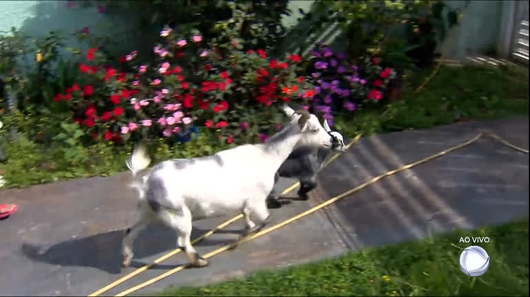 Vídeo: Mini cabras criadas em casa precisam de cuidados especiais