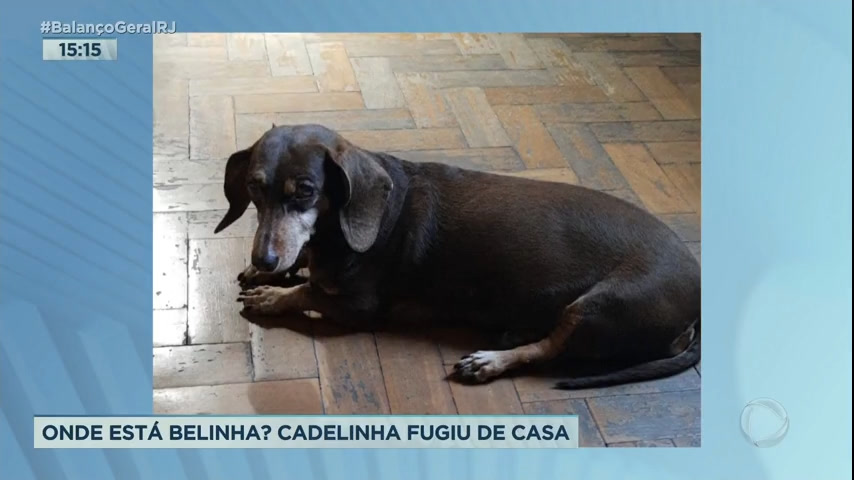 Vídeo: Família faz apelo para encontrar cadela desaparecida no Rio