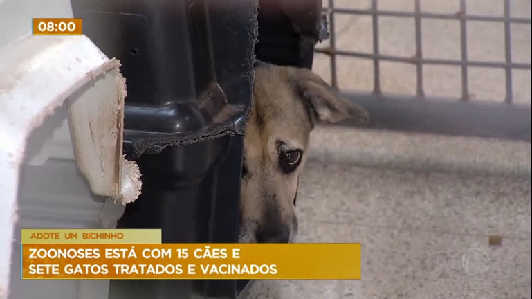 Vídeo: Zoonose em Brasília tem 15 cães e 7 gatos disponíveis para adoção