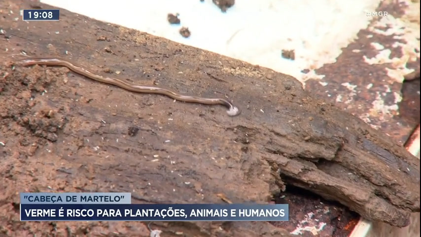 Vídeo: Verme ‘cabeça de martelo’ é encontrado na região metropolitana de BH