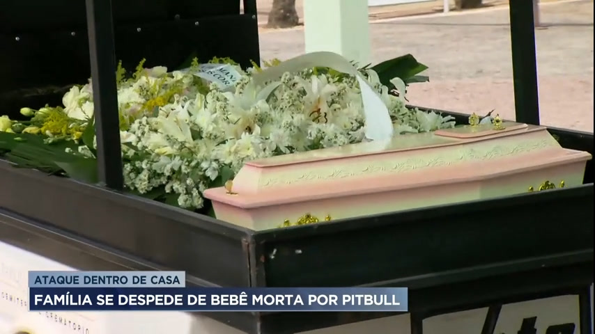 Vídeo: Família se despede de bebê morta por Pitbull em Belo Horizonte