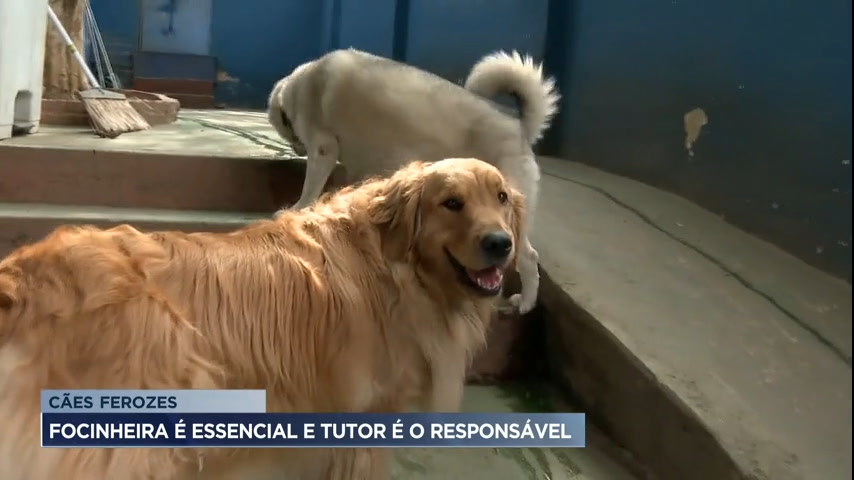Vídeo: Lei Federal determina o uso obrigatório de focinheira e registro de cães de grande porte