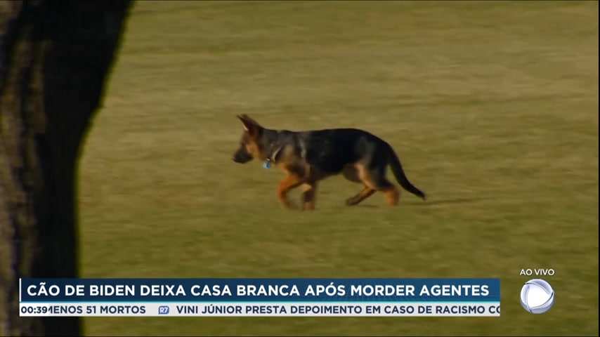 Cachorro de Biden morde agente do serviço secreto dos EUA