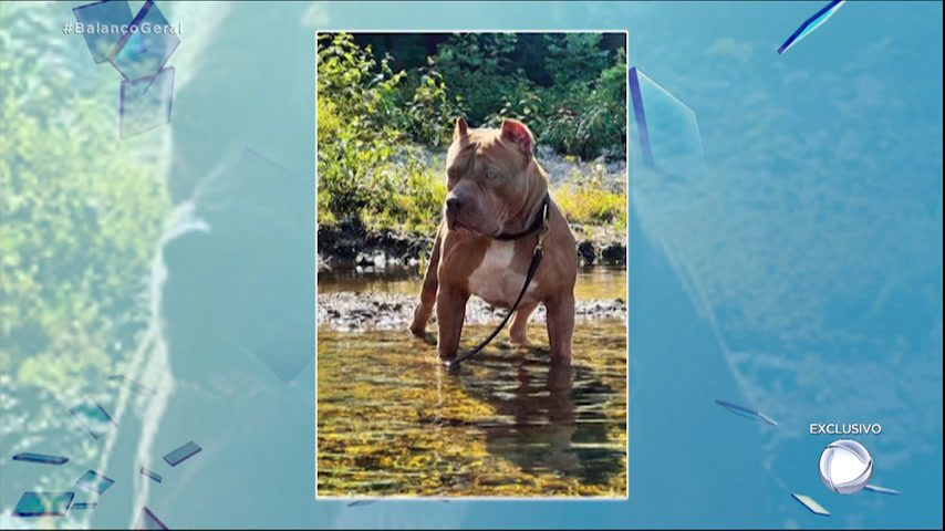 Tosador gera polêmica ao pintar cães para transformar visual dos animais -  RecordTV - R7 Balanço Geral