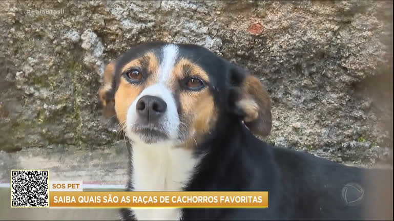 Vídeo: SOS Pet: Vira-lata é o favorito entre os brasileiros