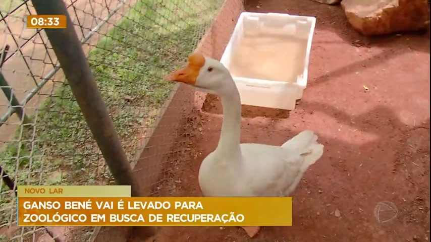 Vídeo: Ganso órfão é levado para o Zoológico de Brasília após desaparecimento do pai