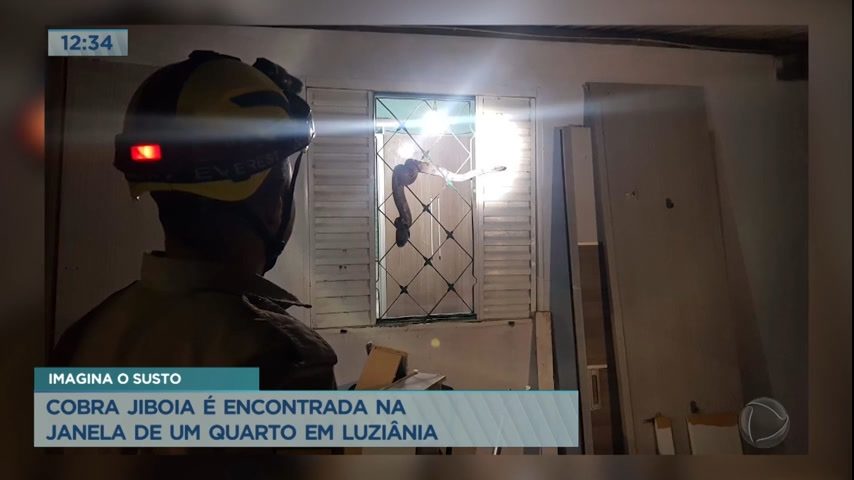 Vídeo: Jiboia é encontrada na janela de um quarto em Luziânia