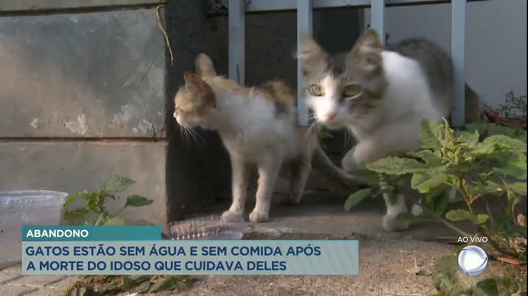 Vídeo: Moradores denunciam abandono de aproximadamente 40 gatos em BH