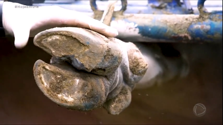 Vídeo: Saiba mais sobre o trabalho de casqueador de bovinos