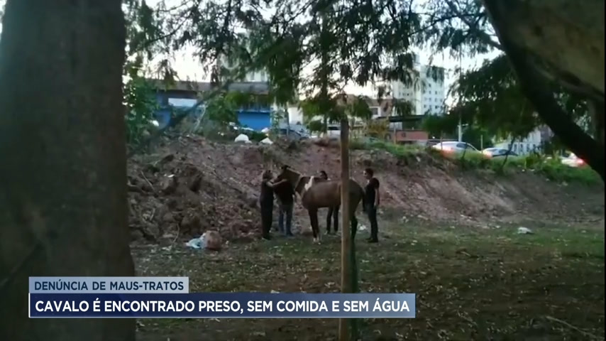 Vídeo: Homem é preso por maus-tratos animais em Belo Horizonte